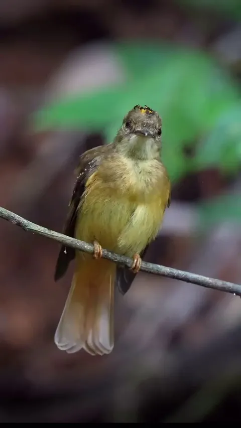 A Royal Flycatcher