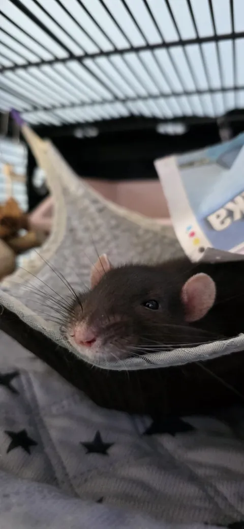 By Popular Demand - More Loup