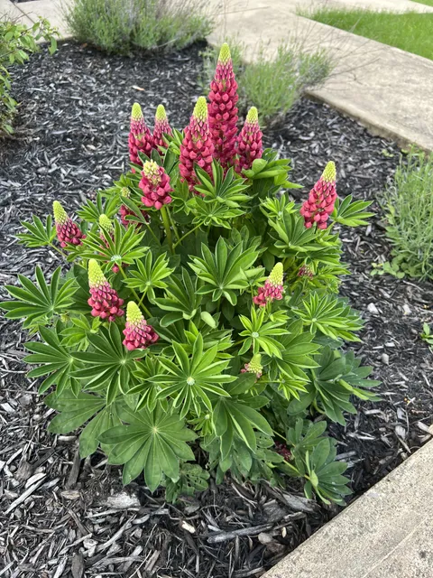 Lupins came back stronger than ever!