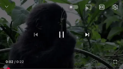 “Wild baby gorilla covers his nose and mouth to sneeze”