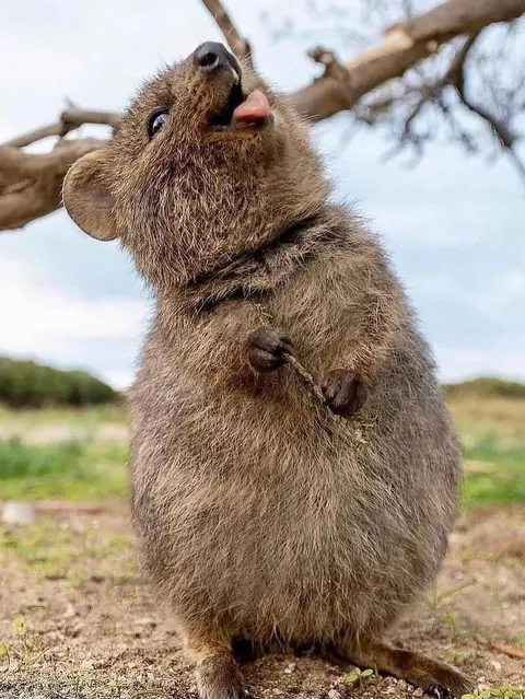 The Quokka is known as the world’s happiest animal.