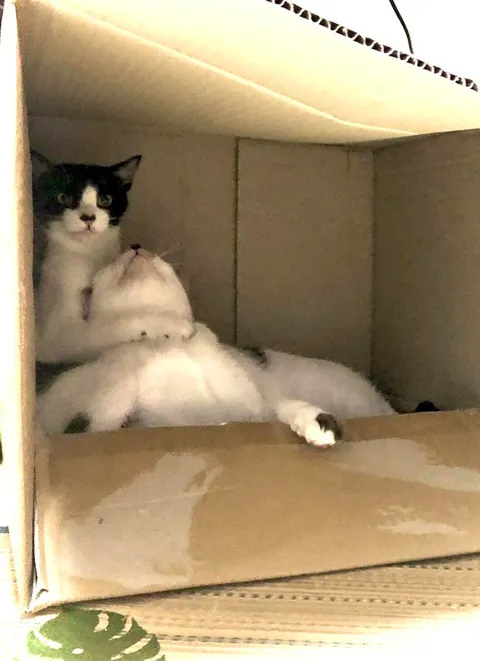 I think I witnessed a murder...