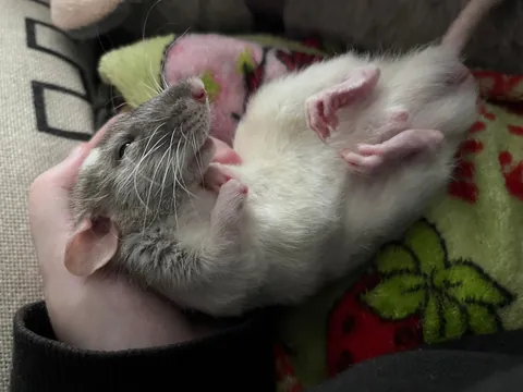 I think my computer mouse is broken is keeps napping ???