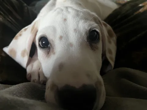 Ghost a 3 month old lemon Dalmatian