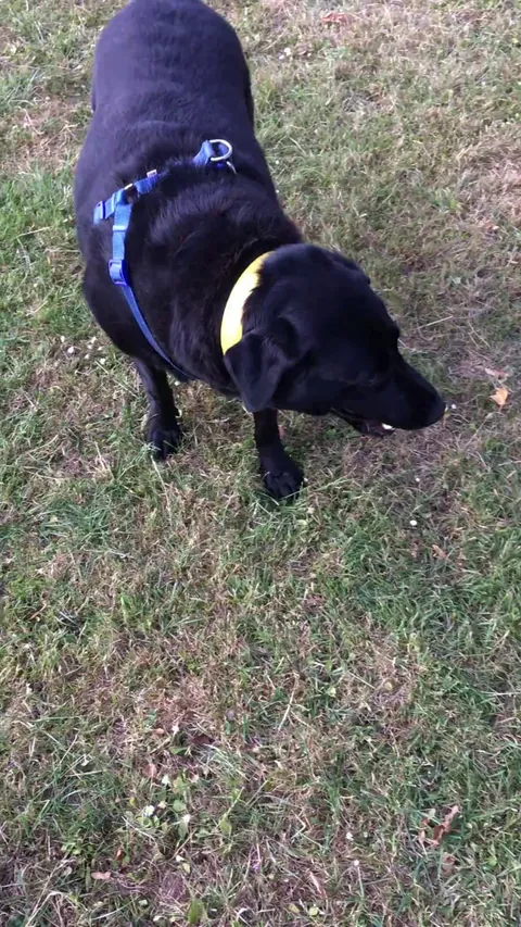 Does anyone else’s pooch do this with tennis balls?