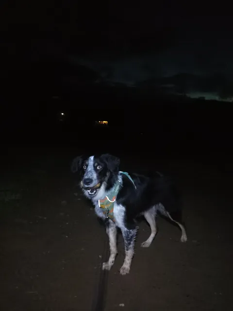 Moxie finally stole a potato from the field we've been watching for 127 days. I don't have the heart to take it away 😭💖