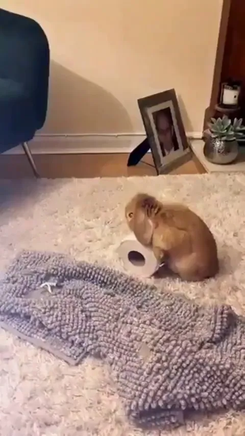 You don't want to mess with this rabbit