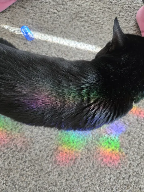 They're turning the frickin cats gay!