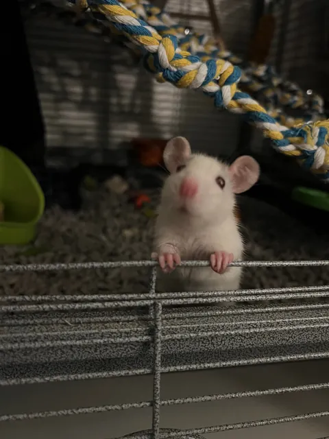 Everyone say hi to Henry