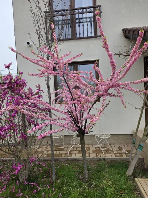 My Flowering Almond is definitely the star of the garden 🌸