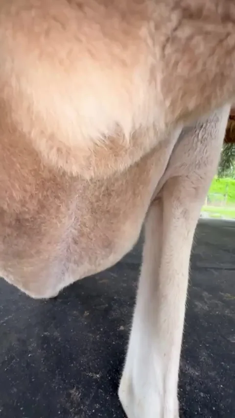 🔥Kangaroo Poking It's Head Out Mamas Pouch