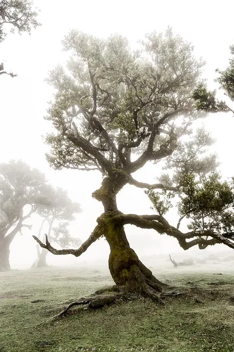 ITAP of a tree in the mist