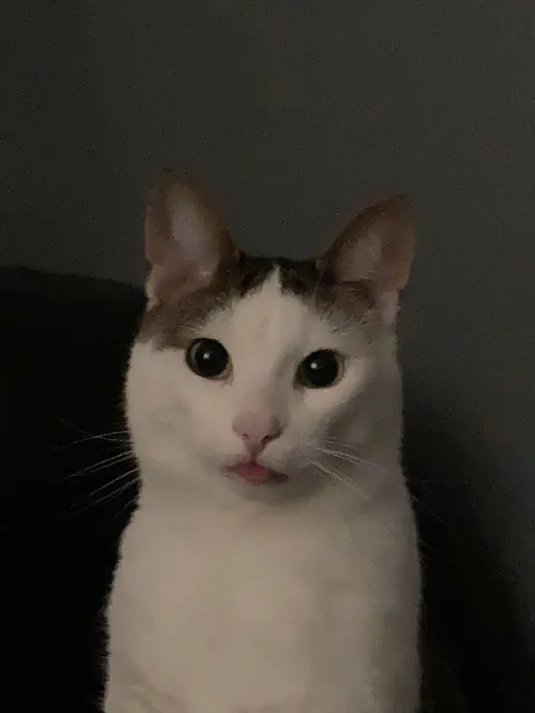 My silly little guy likes to stick his tongue out at times so I took a bunch of pictures! Choose the best ones!