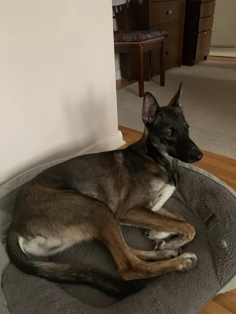 The day we adopted a dog vs now, 1 year later.