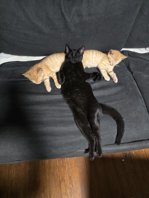 Found my cats sleeping in a unique position