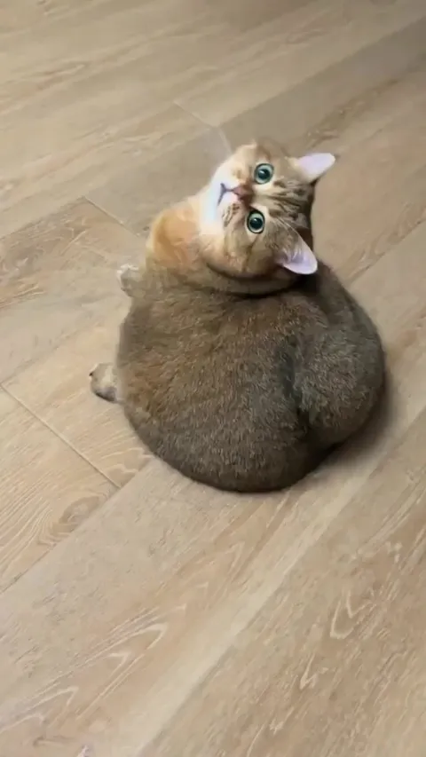 Oh My God Becky, Look at Her Butt!