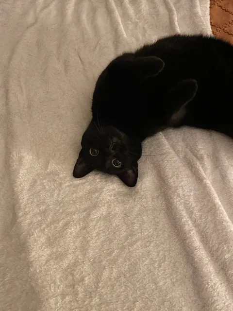 Cat so stupid it’s almost concerning?