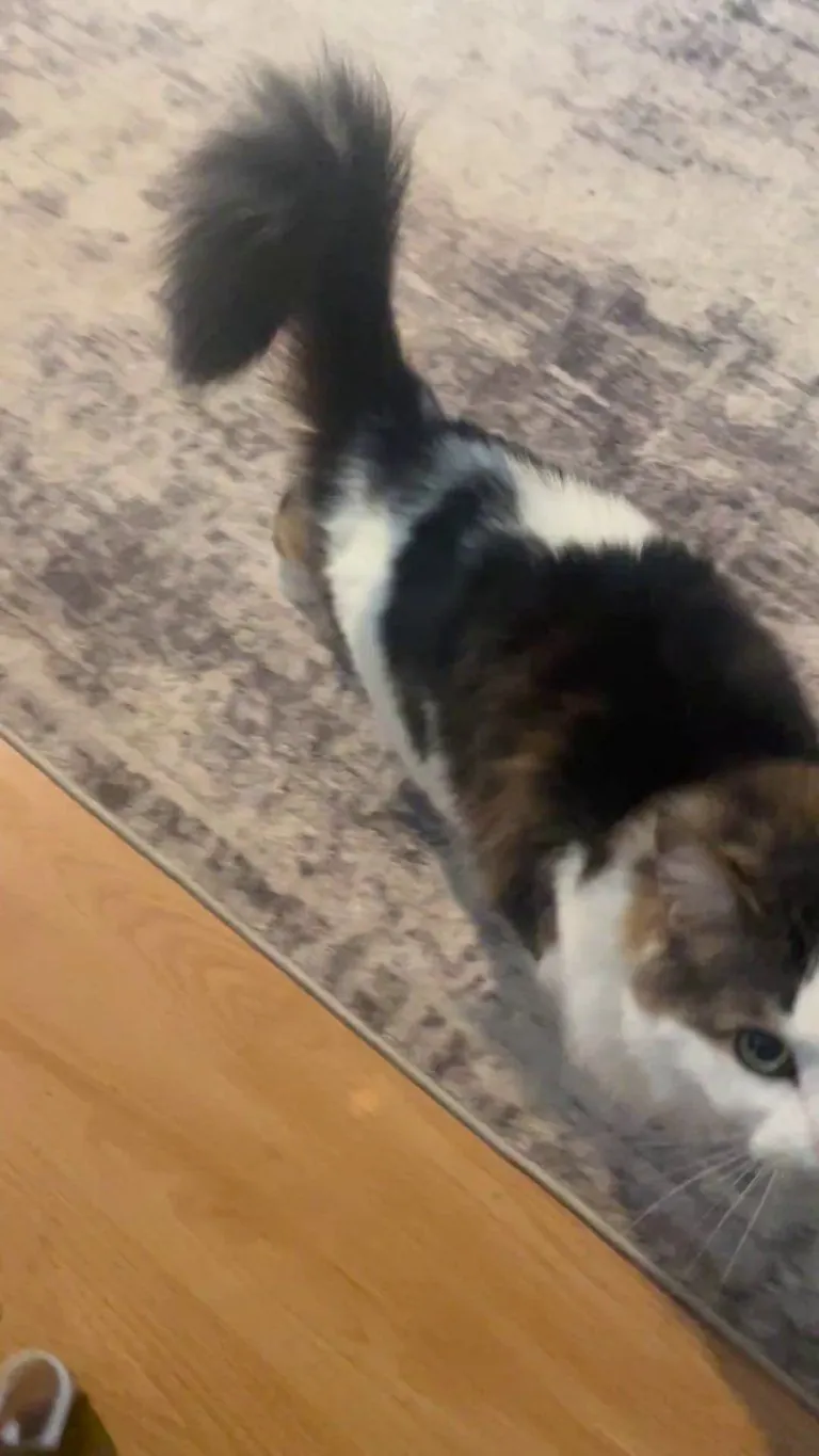 I just wanted to pet her 😭