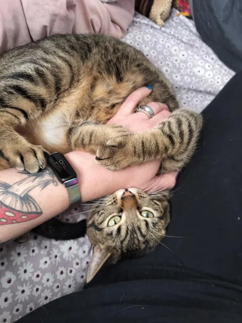 Why does she show the tum tum if she does not want me to touch the tum tum?