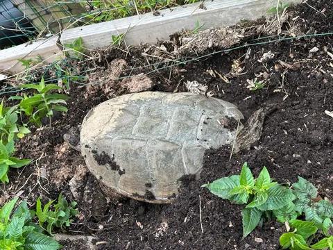 What's happening to my bee-balm?  Funny not funny.