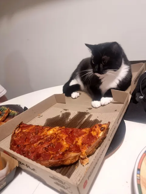 My boy Oscar didn't even want the pizza, he just wanted to sit in the box 