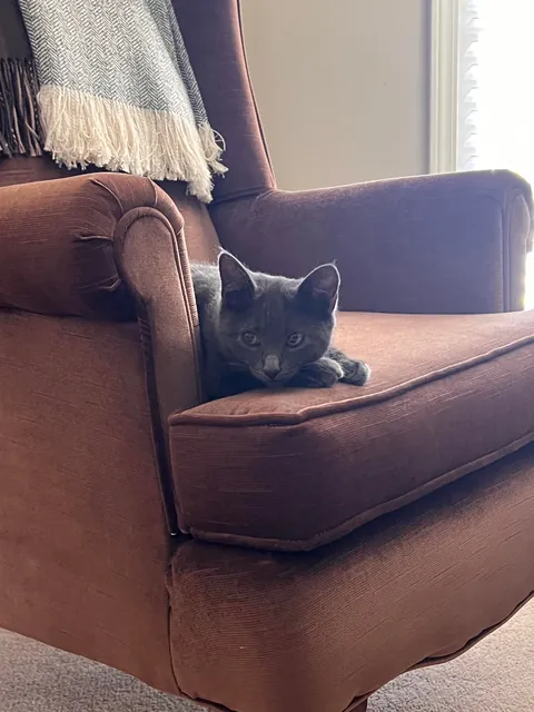 This homeless kitty is now home today and my 💚 is full