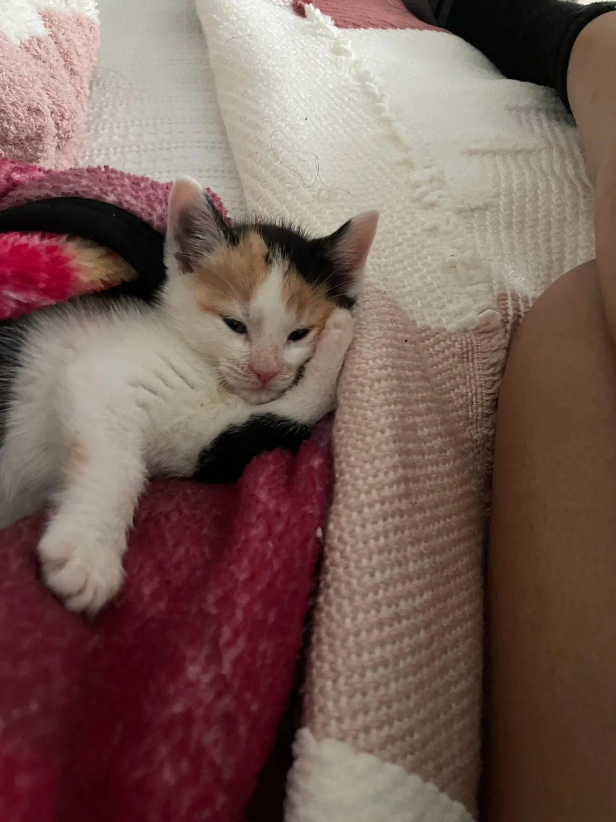 Human Inside a cat body😭