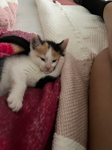 Human Inside a cat body😭