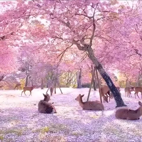Deers are enjoying the cherry blossom in Nara Park in Japan.