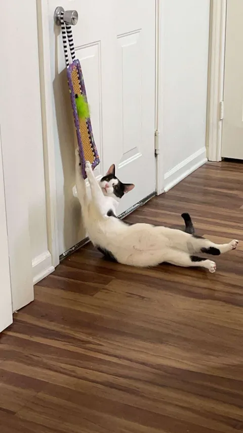 I lost my cat to a freak accident and I can't move on