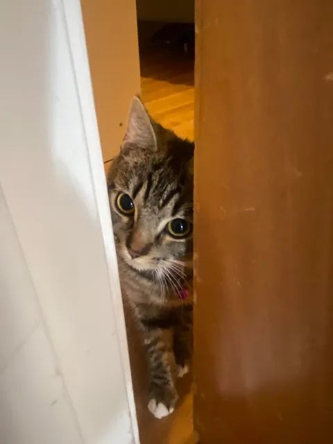 My cat died today. I miss her so much.