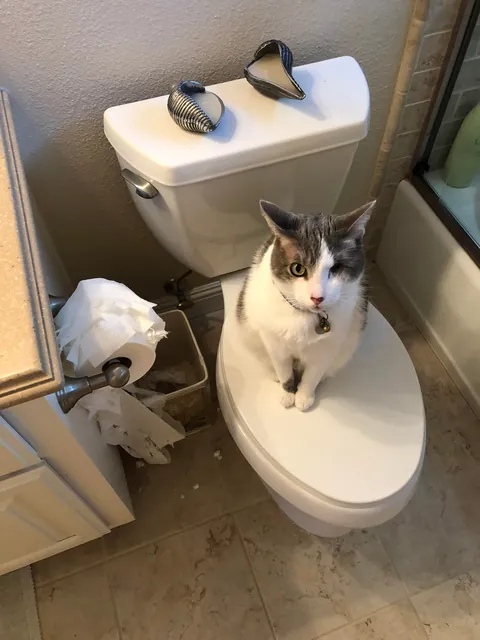 Steve the cat - 13 years and 1 less eyeball later, he is still my constant companion