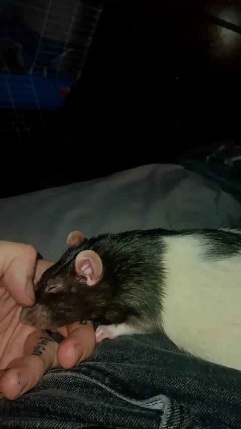 37yr old male, single, no kids... Is it sad that my best friend is a rat?