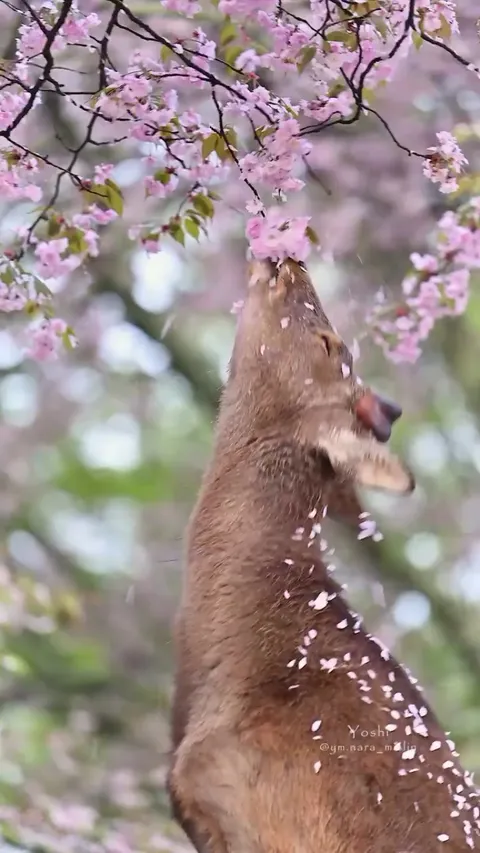 🔥 A Deer and Cherry Blossoms in Nara, Japan 🌸🦌