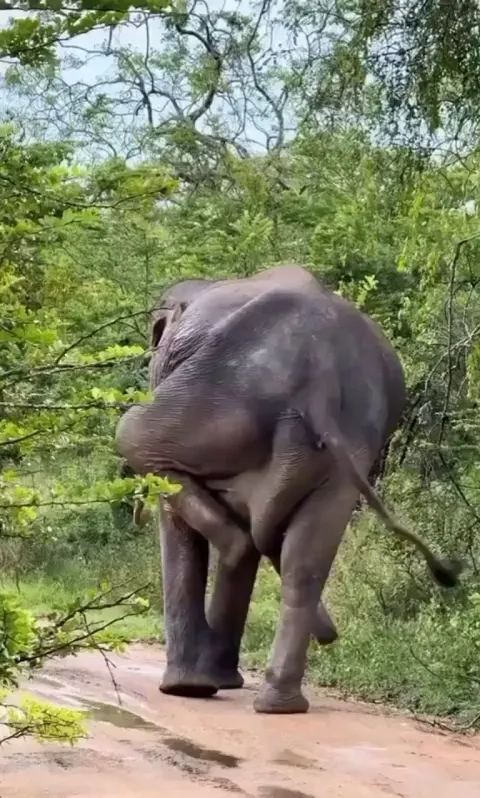 Elephant scratches his itchy spot