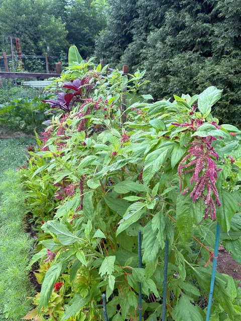 First year flower farm update