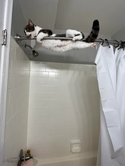 i adopted a cat to try to bring more stability in my life … looks like she’s only going to bring more chaos 🥲 this is after 2 hours of getting her