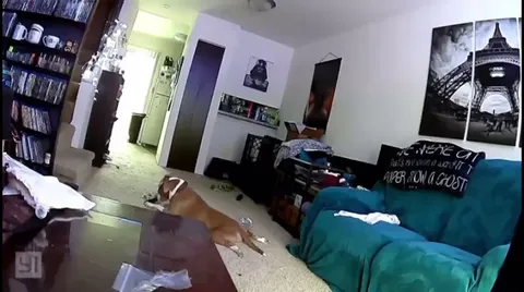 Dog punctures battery in a toy