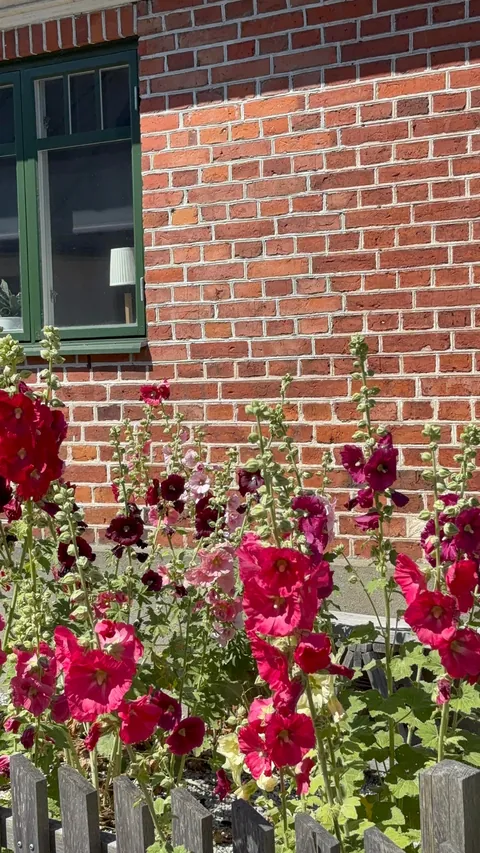 Hollyhock season!