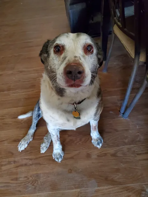 This year I have had Abigail for half of my life. She is 12.