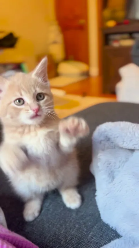 Update- meet our new baby Tangerine! (Tango for short 🧡)