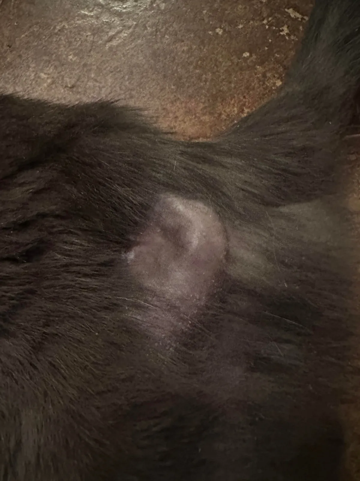 Went to get beer &amp; came home with a wounded cat