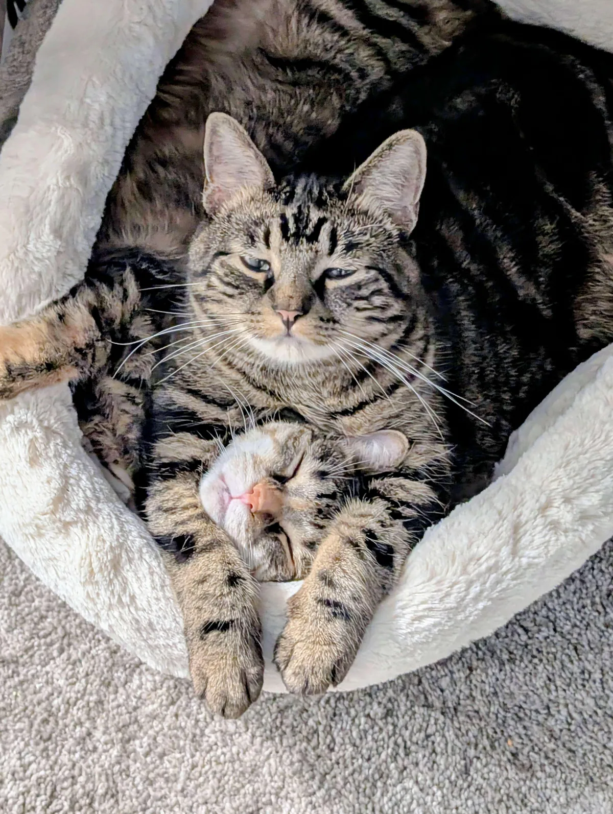 This is how they cuddle