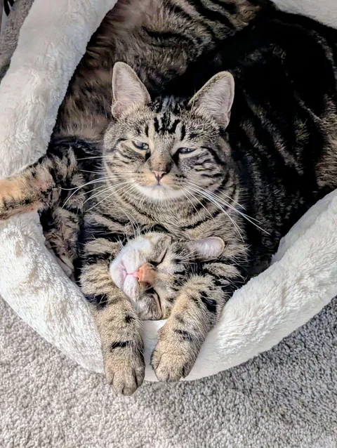 This is how they cuddle