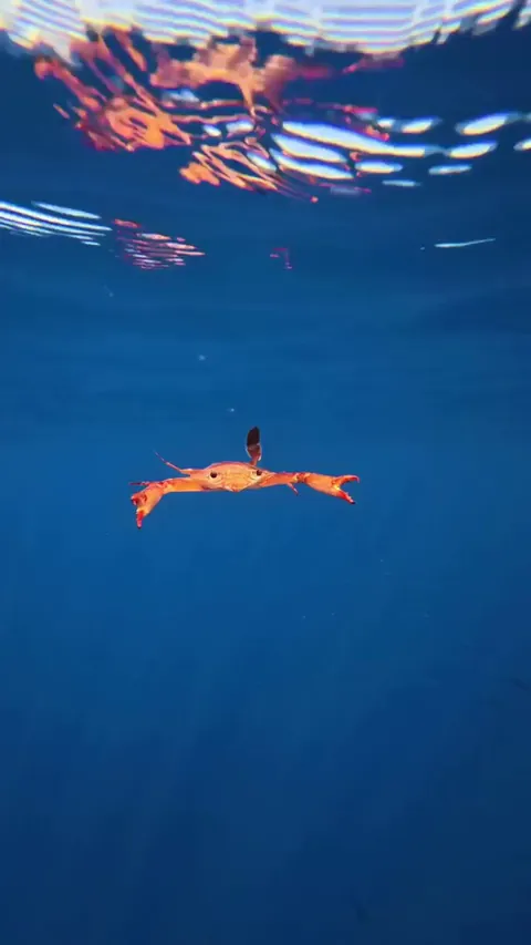 🔥 under the sea