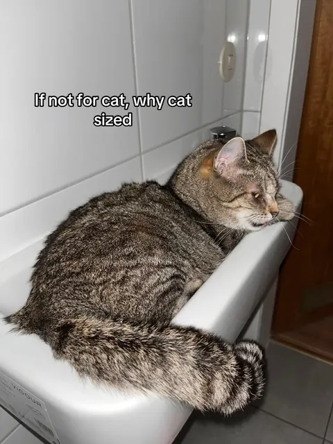 My cat loves this tiny sink in our bathroom and sits there like a man at the bar, the arm kills me 😂