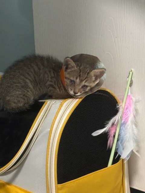 On my way to work this morning, I found this little kitten under my office building