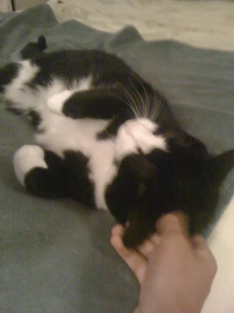 My cat of 17 years finally departed for heaven earlier this morning