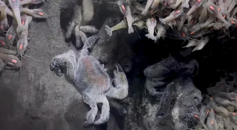 Saw this in a video on hydrothermal vents. What’s covering this crab?