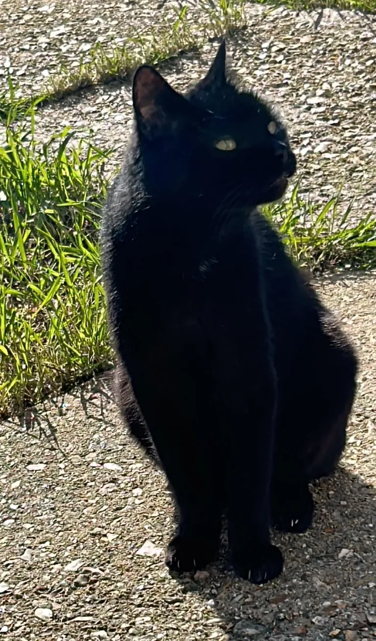 my darling boy of 18 years lost today. I love you